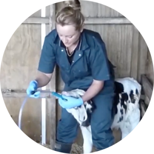 Trusti Tuber - SECONDO STEP - Alimentare i vitelli