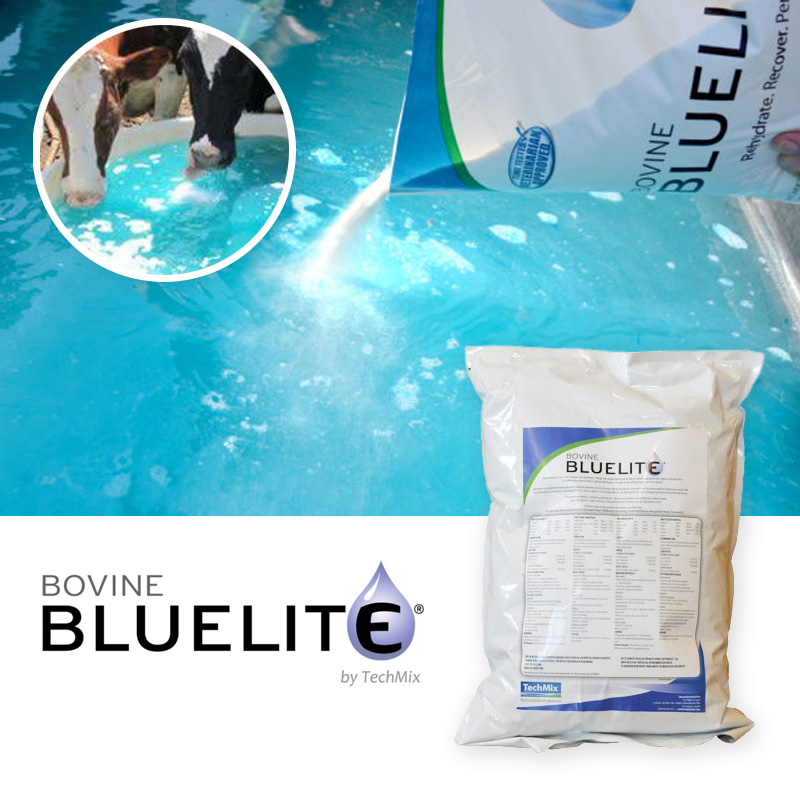 Bovine Bluelite Powder - Reidratazione e stress da caldo e freddo