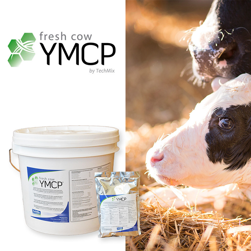 Fresh Cow YMCP - rapida reidratazione della bovina da latte subito dopo il parto