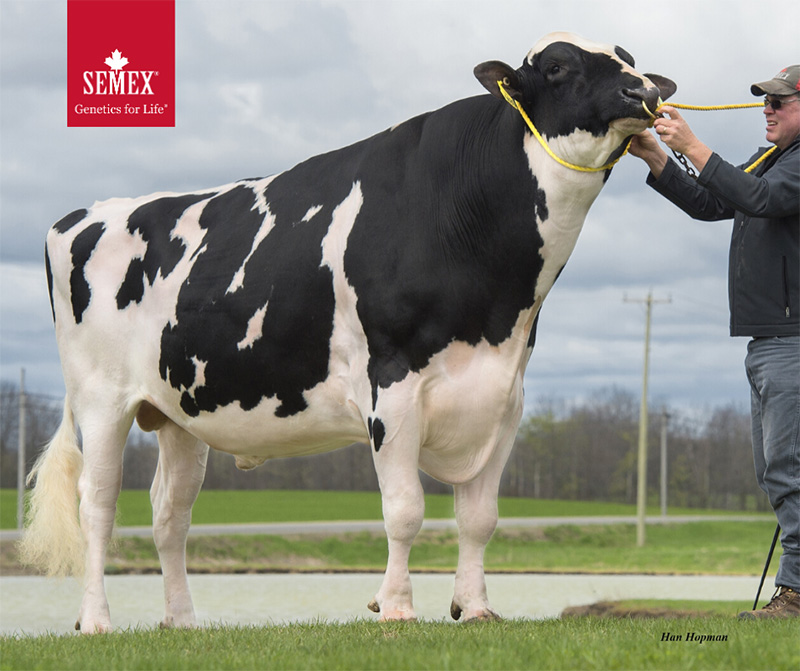 Semex Immunity+