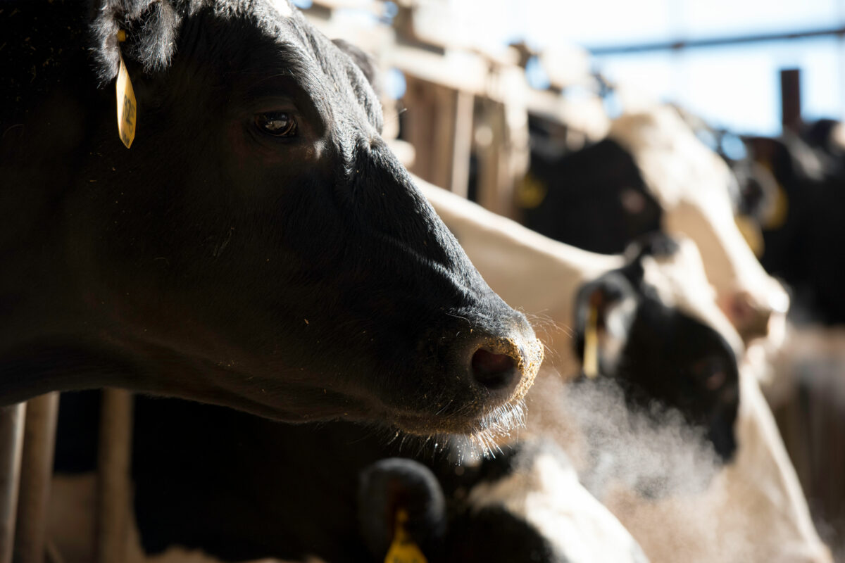 stress da freddo sulle vacche da latte e da carne